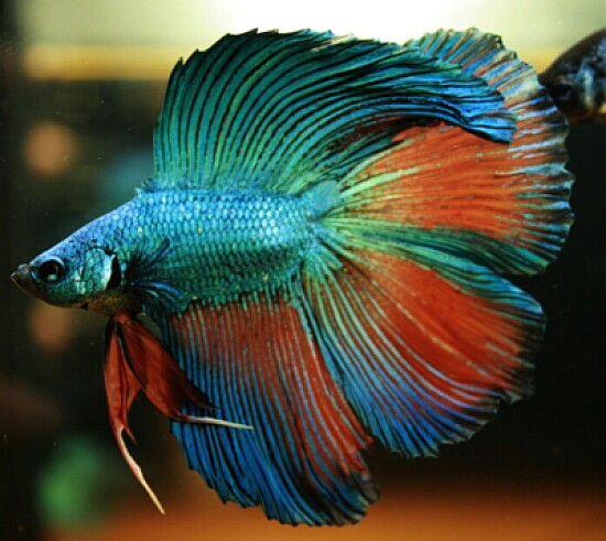 Colorful Betta