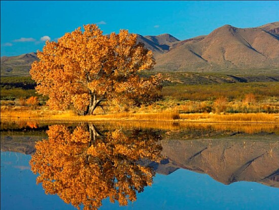 reflet