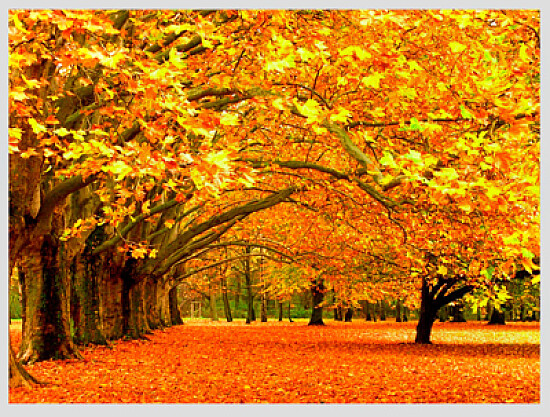 otoÃ±o amarillo