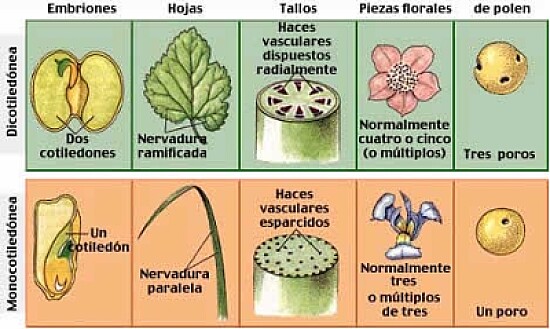 PLANTAS