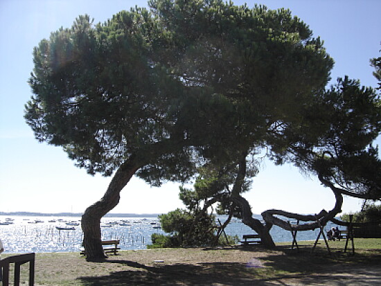 Vue Bassin d 'Arcachon