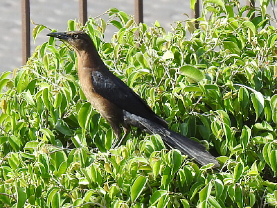 PAJARRACO