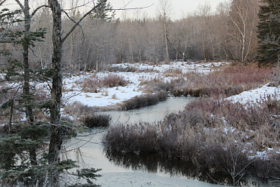 Early snow in the woods
