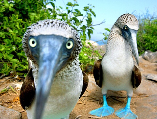 Piquero patas azules
