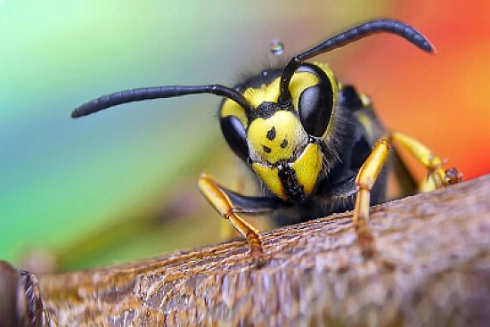 abeille