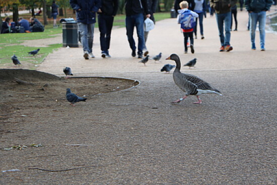 Hyde Park, London, UK