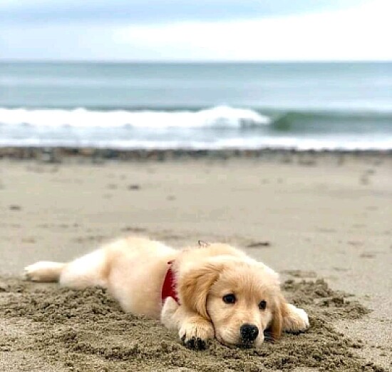 perro