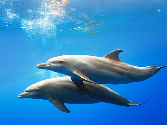 Delfines