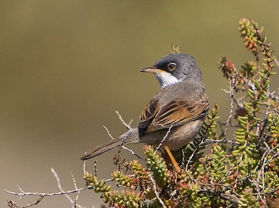 Sylvia conspicillata