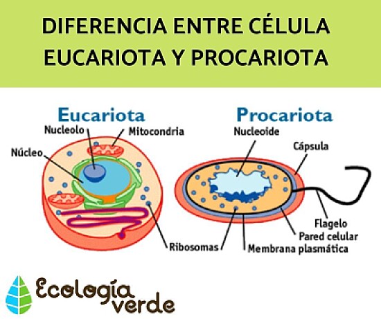 CÃ¨lulas