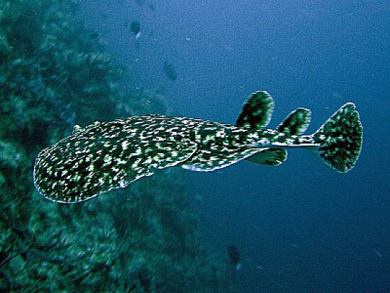 Torpedine fuscomaculata