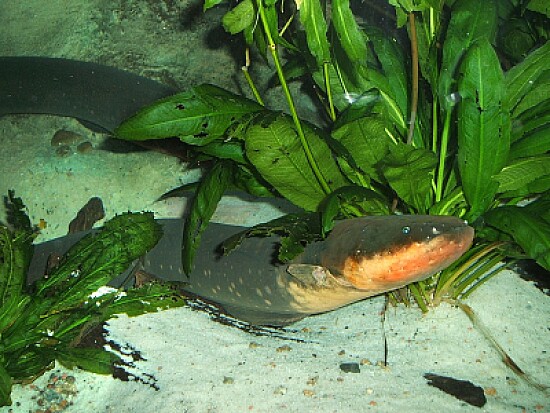 Anguilla elettrica