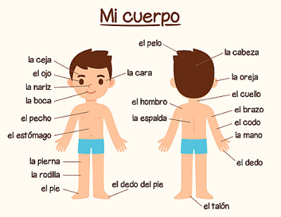 El cuerpo humano.