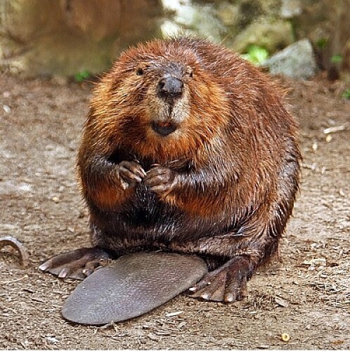 Canada,s Beaver