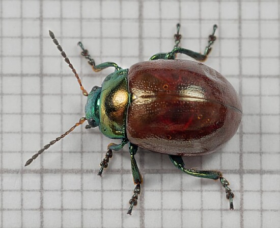 Chrysolina polita