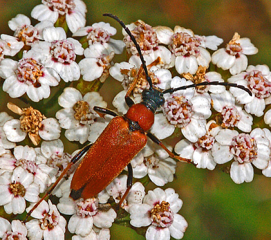 Stictoleptura rubra