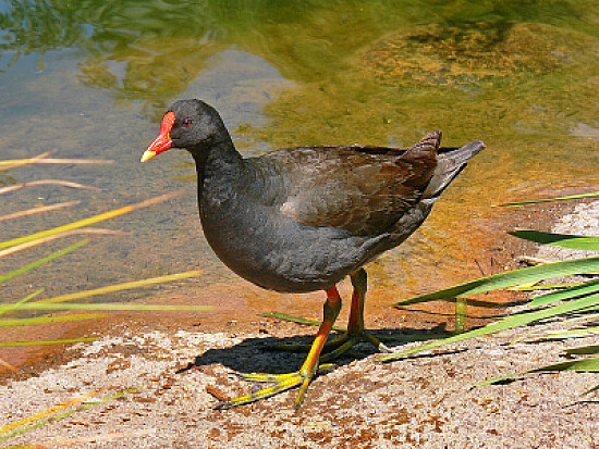 Gallinella tenebrosa