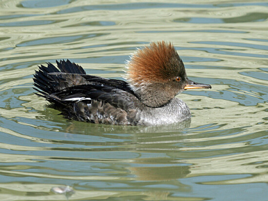 Merganser incappucciato