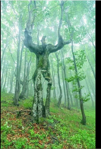 arbol