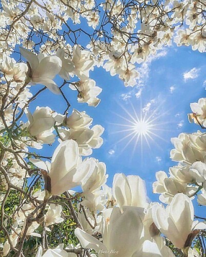 Flores brancas