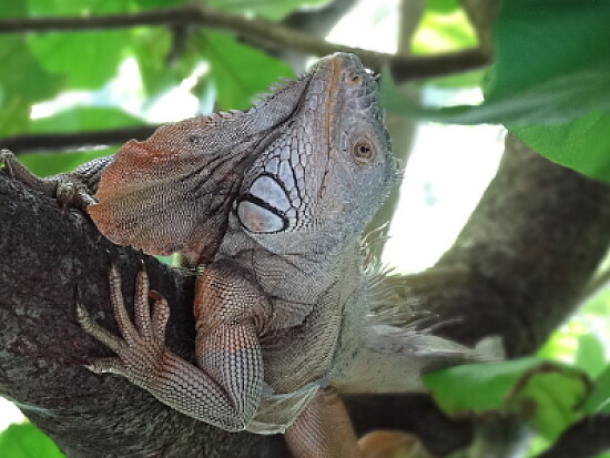 Iguana Macho Carmen Campeche México