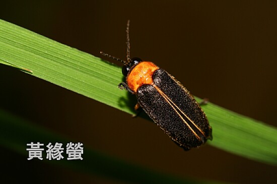 黃緣螢成蟲