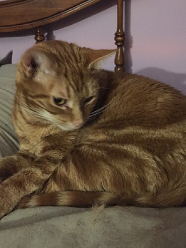 HappCat resting