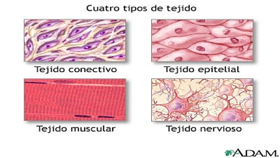 Arma el rompecabezas del tejido animal