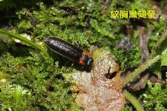 紋胸黑翅螢