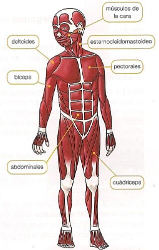 Locomotion System