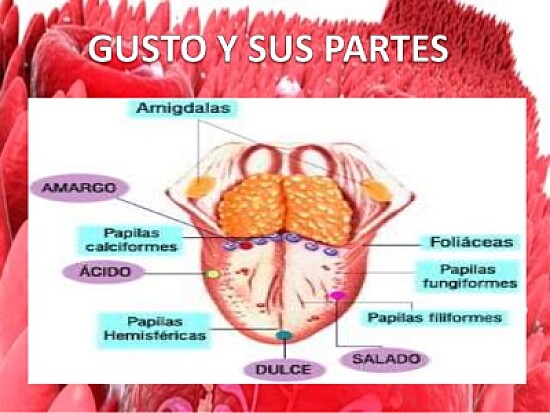 sentido del gusto