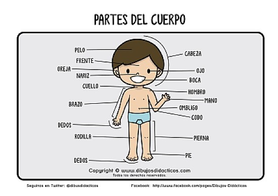PARTES DEL CUERPO