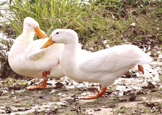 pato