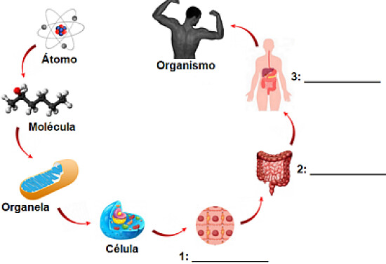 NIVEIS DE ORGANIZAÇÃO