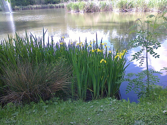 Colombier Iris d 'eau