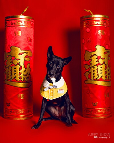 新年快樂 /小狗