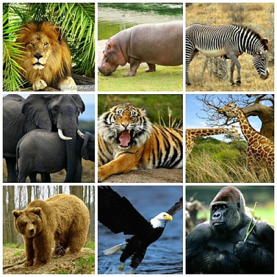 animales