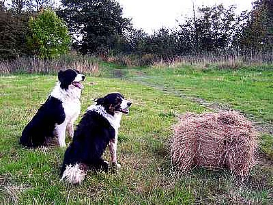 Collies