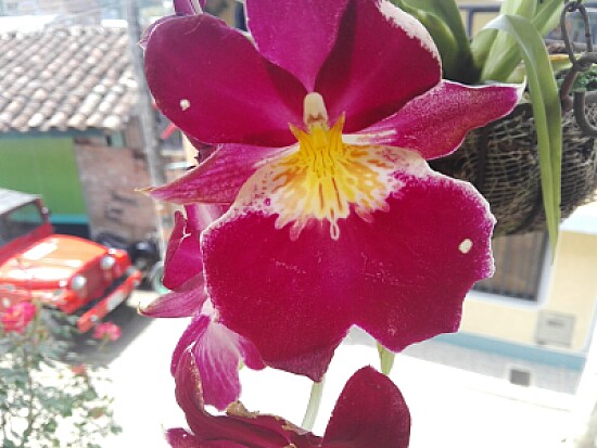 FLOWERS