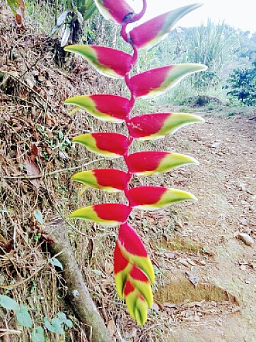 FLOWERS