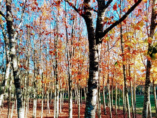 NATURALEZA