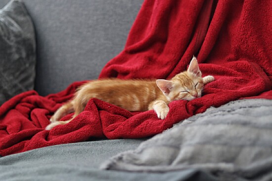 chat roux