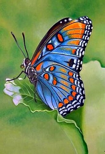 Papillon