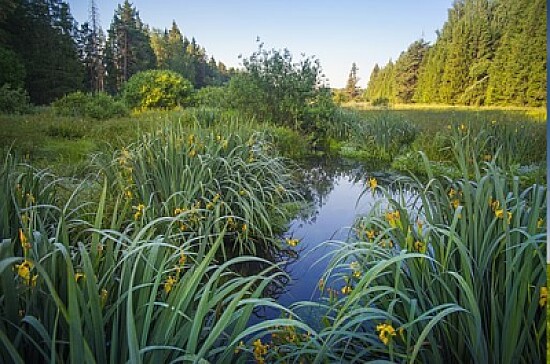 Nature