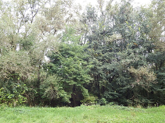barriera di alberi
