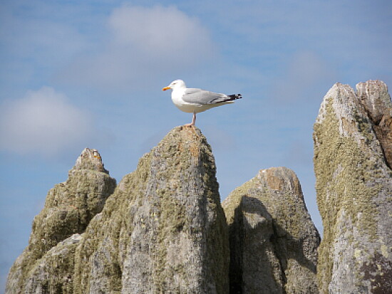 goeland
