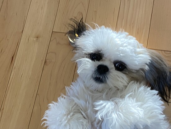 Mia