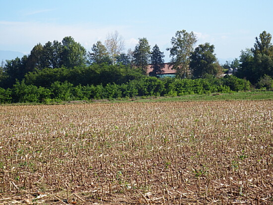 campo brullo