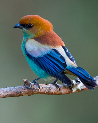 oiseau