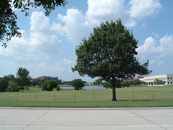 Tree in Park